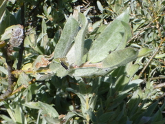 Salix jepsonii