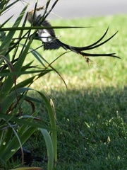 Vidua macroura