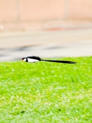 Vidua macroura