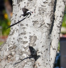 Vidua macroura