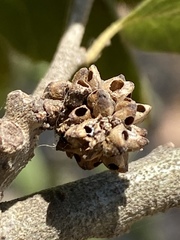 Callirhytis serricornis