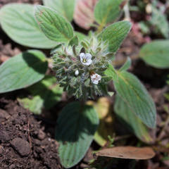 Phacelia phacelioides