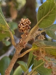 Callirhytis serricornis