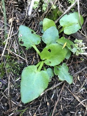 Liparophyllum exaltatum