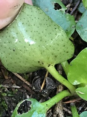 Liparophyllum exaltatum