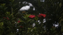 Phaethornis longuemareus