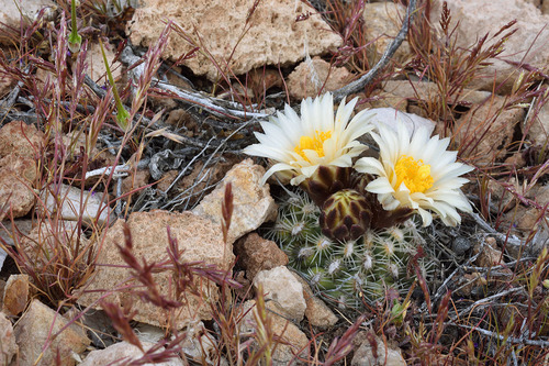 Pediocactus bradyi L.D.Benson