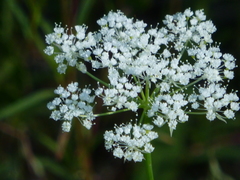 Perideridia lemmonii