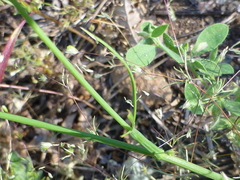 Perideridia lemmonii