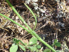 Perideridia lemmonii