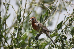 Haemorhous mexicanus