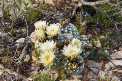 Pediocactus bradyi