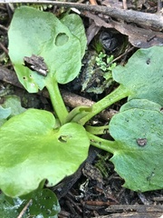 Liparophyllum exaltatum