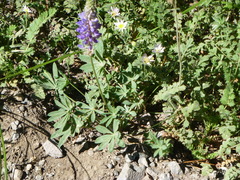 Lupinus lepidus sellulus