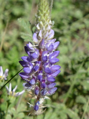 Lupinus lepidus sellulus