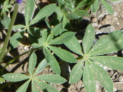 Lupinus lepidus sellulus