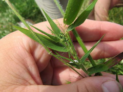 Dichanthelium villosissimum