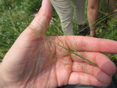 Dichanthelium villosissimum