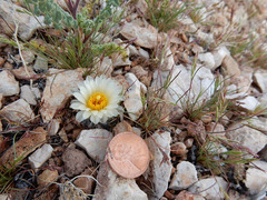 Pediocactus bradyi