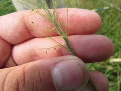 Dichanthelium villosissimum