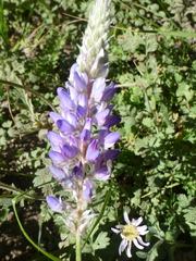 Lupinus lepidus sellulus