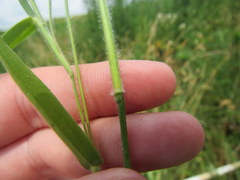 Dichanthelium villosissimum