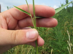 Dichanthelium villosissimum