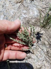 Atriplex matamorensis