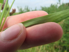 Dichanthelium villosissimum
