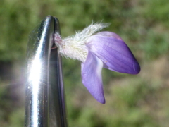 Lupinus lepidus sellulus
