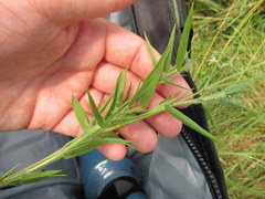 Dichanthelium villosissimum