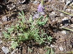 Lupinus lepidus sellulus