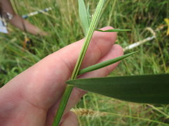 Dichanthelium villosissimum