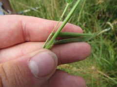 Dichanthelium villosissimum