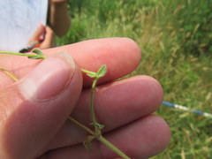 Cerastium brachypetalum