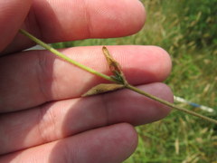Cerastium brachypetalum