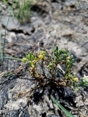Spergularia echinosperma