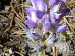 Lupinus lepidus sellulus
