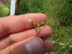 Cerastium brachypetalum