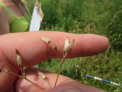 Cerastium brachypetalum