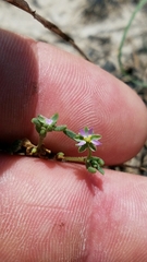 Spergularia echinosperma