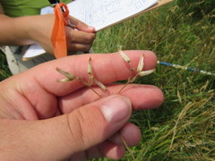 Cerastium brachypetalum