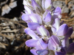 Lupinus lepidus sellulus