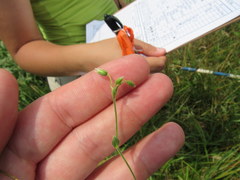 Cerastium brachypetalum