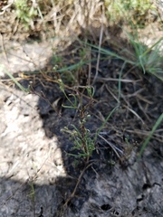 Spergularia echinosperma