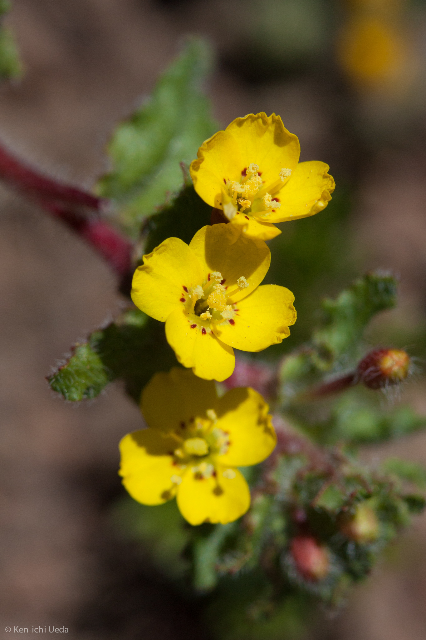 Camissoniopsis intermedia