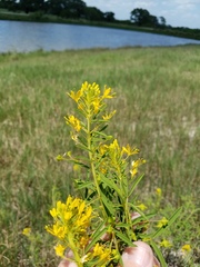 Cleomella angustifolia