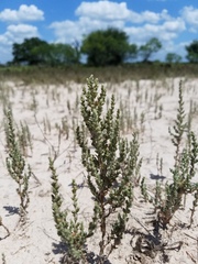 Atriplex matamorensis