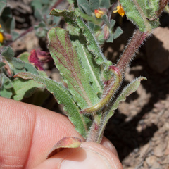 Camissoniopsis intermedia