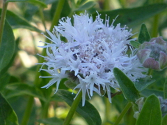 Monardella odoratissima pallida